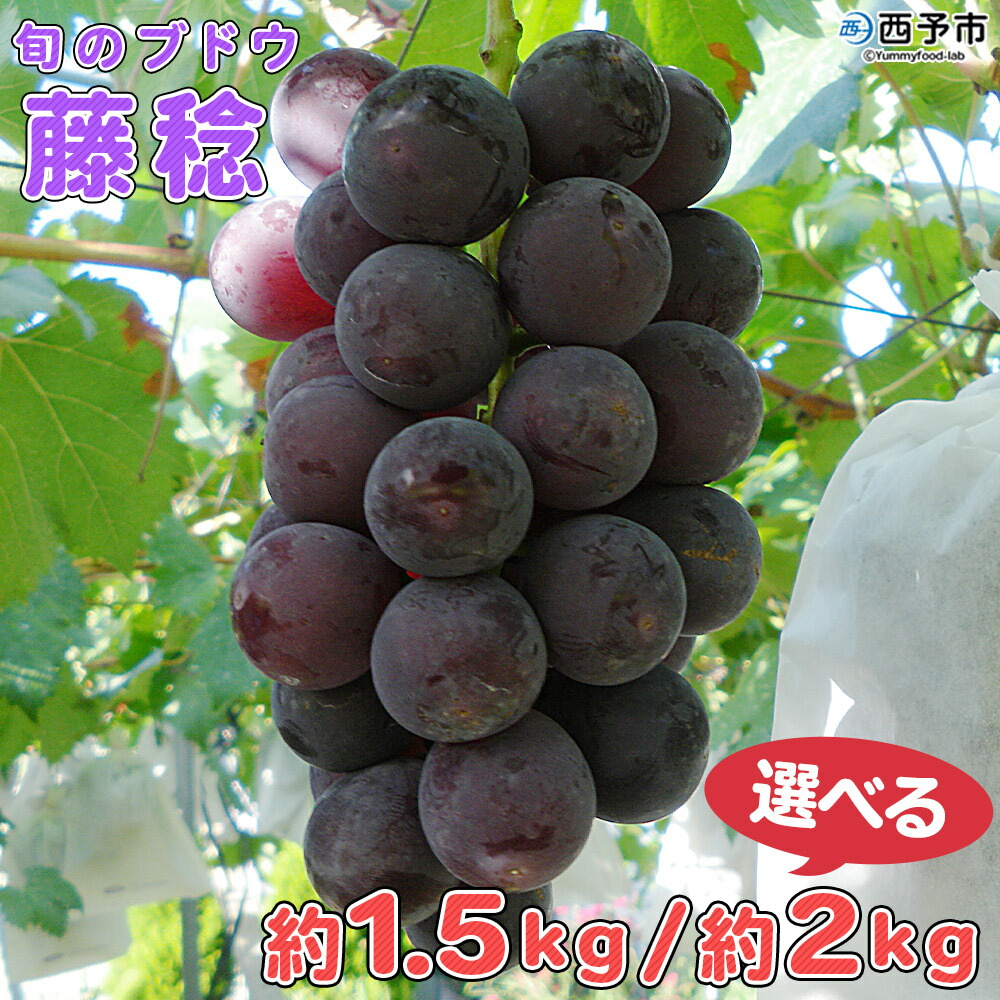 【ふるさと納税】予約受付＜旬のブドウ 西予市産 藤稔 約1.5kg／約2kg＞ 選べる 果物 フルーツ ぶどう 葡萄 ふじみのり あっさり 黒系 食べやすい おいしい 大粒 期間限定 季節限定 食べて応援 特産品 愛媛県 西予市【冷蔵】『2025年8月中旬から8月末迄に順次出荷予定』
