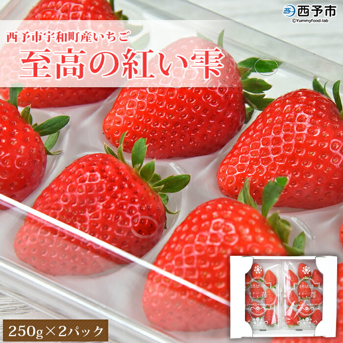 【ふるさと納税】＜いちご 至高の紅い雫 500g(250g×2パック)＞ 西予市宇和町産 果物 苺 イチゴ フルーツ 食べて応援 特産品 さかいさんちの苺 愛媛県 西予市 【冷蔵】『2024年11月下旬～2025年5月末迄に順次出荷予定』