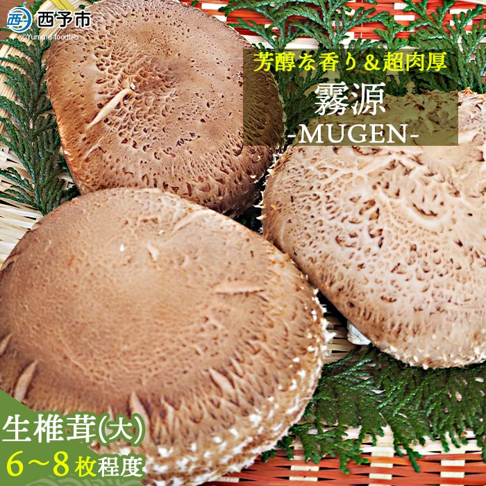 【ふるさと納税】＜原木 生椎茸「霧源（MUGEN）」約500g（6～8枚）芳醇な香りと肉厚の食感 愛媛県産＞ 肉厚 しいたけ キノコ きのこ 野菜 ジューシー ステーキ 横林自治振興協議会 食べて応援 特産品  愛媛県 西予市【冷蔵】『12月から翌年2月までに順次出荷予定』