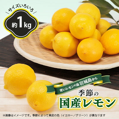 【ふるさと納税】青いレモンの島　レモン約1kg【お試しセット】(冷蔵便発送)【配送不可地域：離島】【1403449】