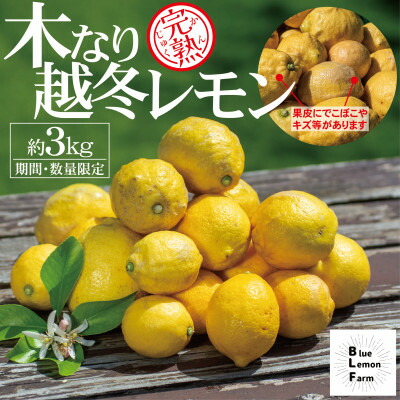 【ふるさと納税】愛媛　ブルーレモンファームの木なり越冬完熟訳ありレモン 約3kg　【冷蔵便】期間・数量限定【配送不可地域：離島】【1619405】