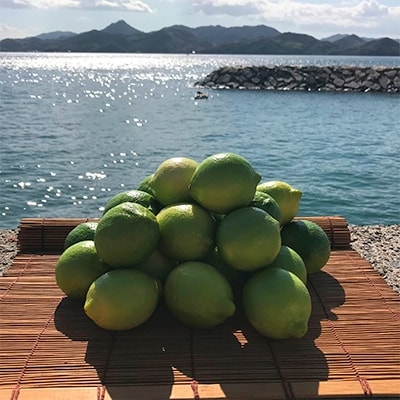 ふるさと納税 若い檸檬の島 レモン殆ど3kg 青いレモンの島岩城島で培養されたレモンです Fedaicoskun Com