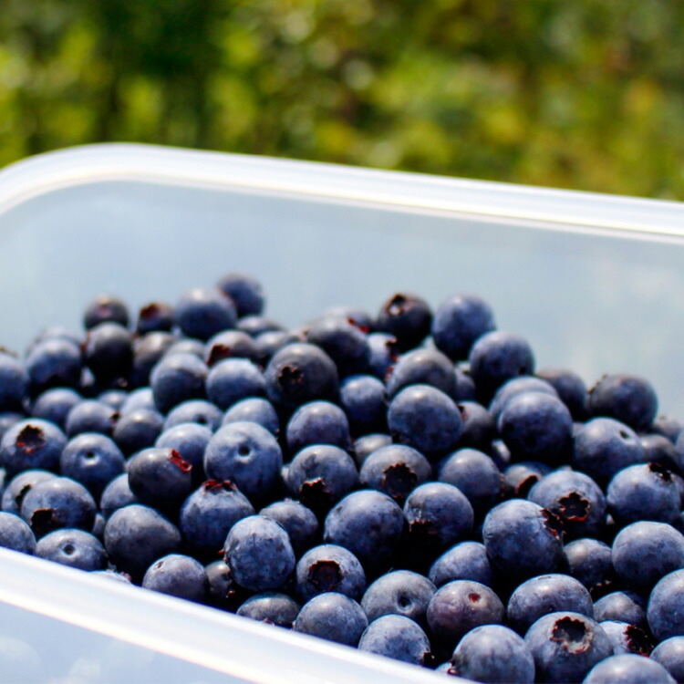 【専用】購入前にコメントお願い致します様　冷凍ブルーベリー　6キロ ブルーベリー 約6キロ 冷凍 まとめ売りの通販 by モニタ's shop