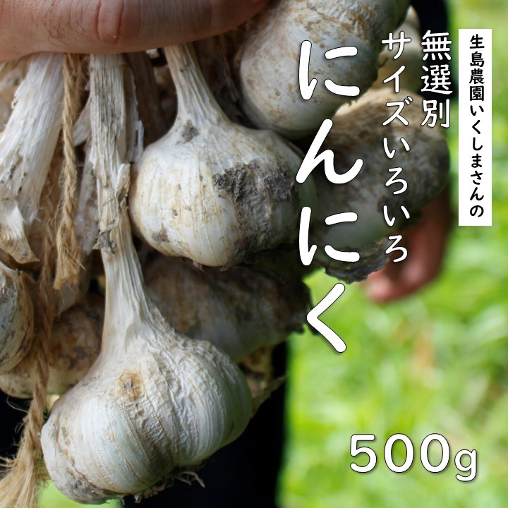 【ふるさと納税】【先行予約】ニンニク 生島農園 いくしまさんのにんにく（500g）サイズ無選別 ｜ イタリアン 居酒屋メニュー 常備菜 多用途 ※離島への配送不可 ※2025年7月上旬頃～11月下旬頃までに順次発送予定