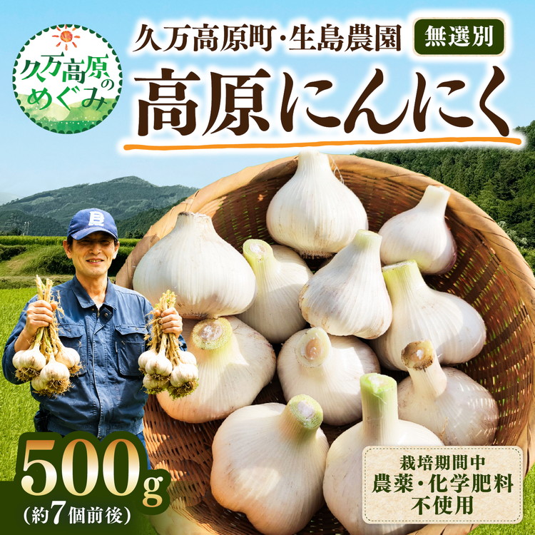 【ふるさと納税】【先行予約】高原育ち にんにく 500g（約7個前後）｜栽培期間中 農薬・化学肥料不使用｜久万高原町 生島農園 ※2026年7月～発送｜愛媛県久万高原町