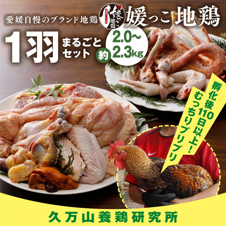【ふるさと納税】久万高原町産!愛媛ブランド地鶏「媛っこ地鶏」 1羽まるごと!平飼い | モモ ムネ ササミ 内臓 手羽元 手羽先 もも むね 胸 ささみ 鶏肉 鳥肉 久万山養鶏研究所 ※離島への配送不可|愛媛県久万高原町