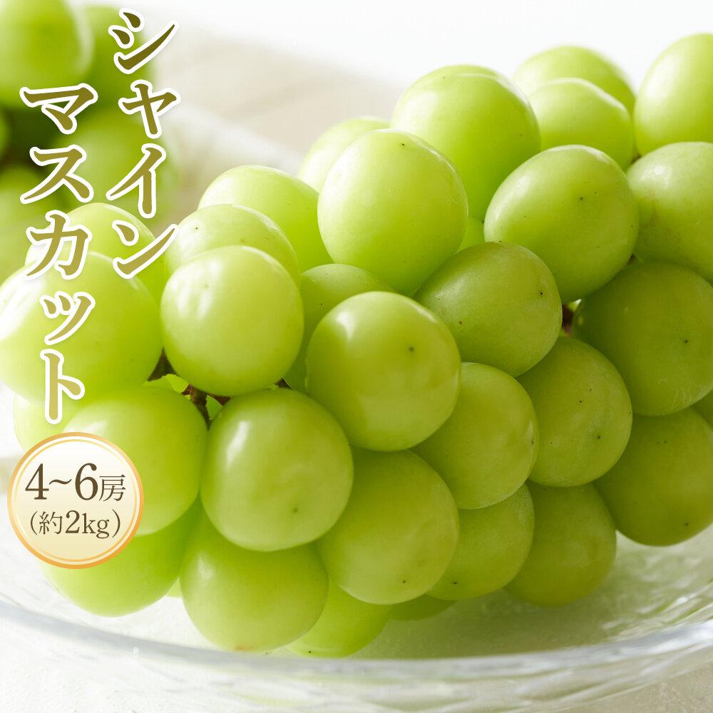 【ふるさと納税】＜先行予約＞シャインマスカット 約2kg1箱（4～6房） | シャインマスカット 美味しい 先行予約 ブドウ シャインマスカット 葡萄 フルーツ シャインマスカット 新鮮 大人気 シャインマスカット おすすめ 葡萄 シャインマスカット 愛媛 送料無料