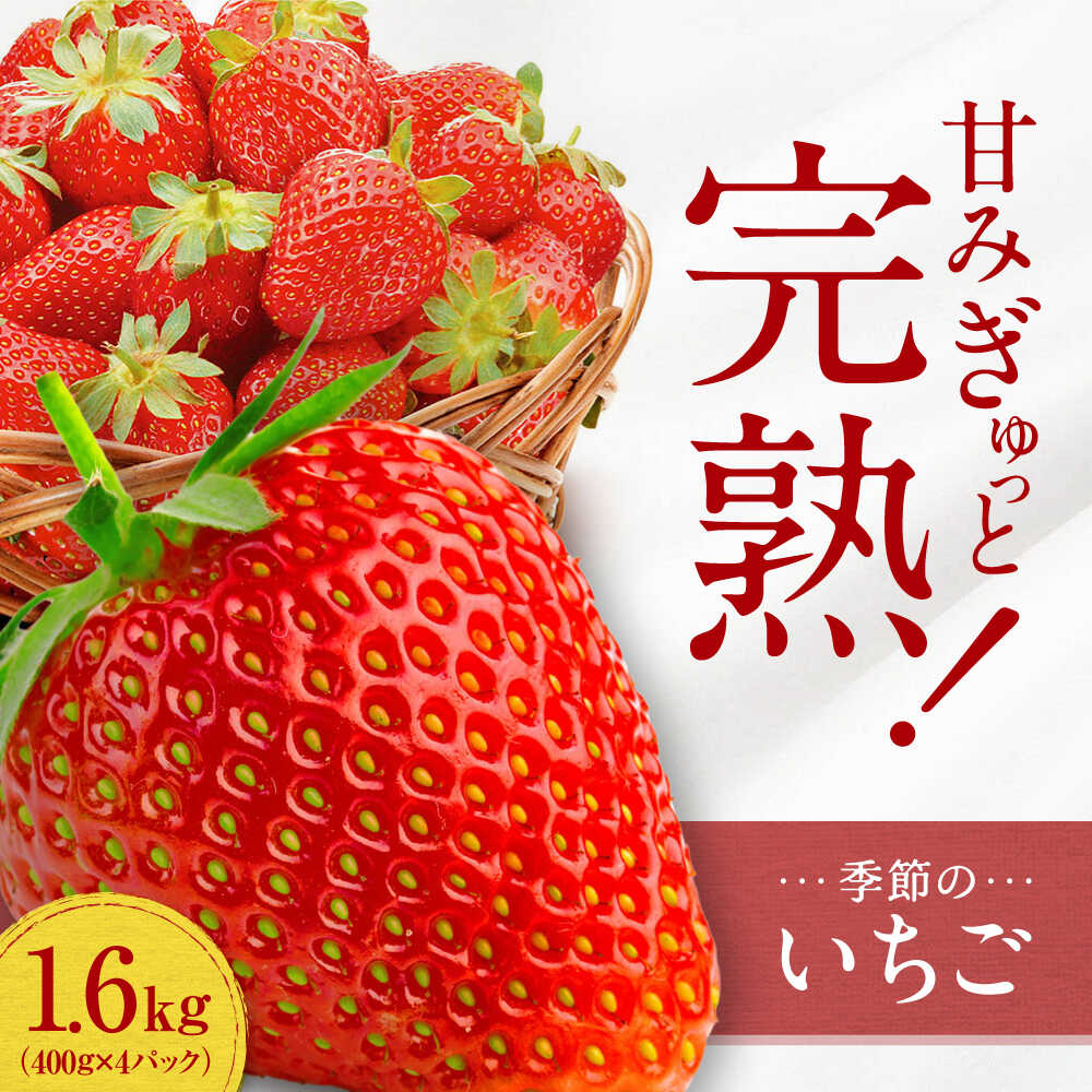 【ふるさと納税】【先行予約】季節のイチゴ詰め合わせ 400g×4パック ＜2026年4月下旬以降発送＞ ／ いちご イチゴ 苺 果物 フルーツ 国産 産地直送 農家直送【周年観光農園エコファームうちこ】[BKBW003] 14000 14000円