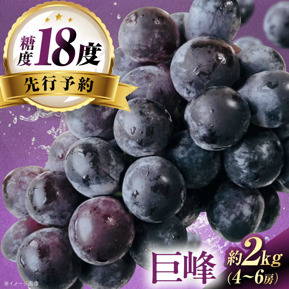 【ふるさと納税】【先行予約】巨峰 約2kg1箱（4房～6房）＜2026年8月中旬から発送＞/ 巨峰 ぶどう ブドウ 葡萄 愛媛県 愛媛 内子町 フルーツ 果物 送料無料 美味しい おすすめ 人気 特産品 四国 国産 【有限会社ふじブドウ園】[BKCW003] 18000 18000円