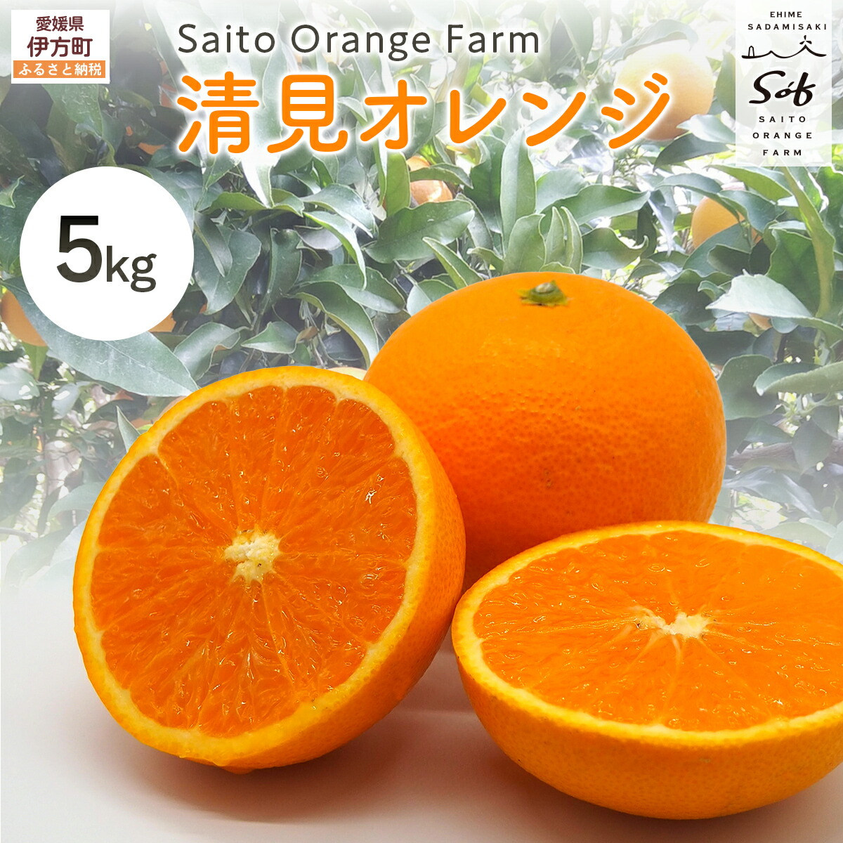 【ふるさと納税】【先行予約】Saito Orange Farmの清見オレンジ5kg （2026年3月中旬頃より順次発送） 【ふるさと納税 人気 おすすめ みかん 柑橘 清見 オレンジ 清見オレンジ フルーツ 果物 西宇和 Saito Orange Farm 愛媛県 伊方町 送料無料】 IKTAQ007画像