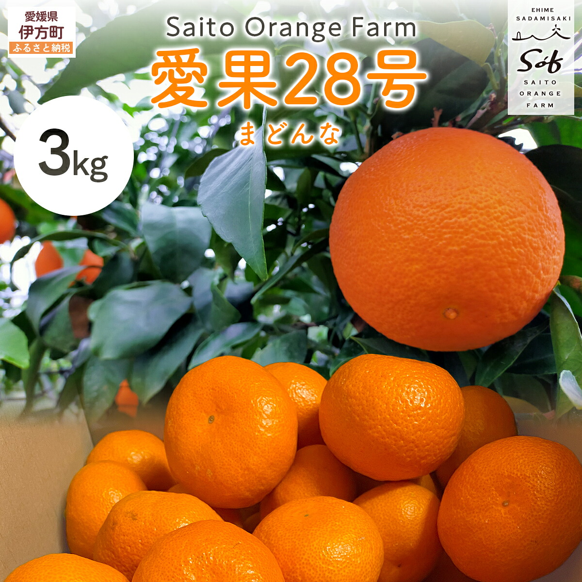 【ふるさと納税】【先行予約】【数量限定】Saito Orange Farmの愛果28号（まどんな）3kg（2027年1月下旬頃より順次発送予定） 【 ふるさと納税 人気 おすすめ みかん 蜜柑 柑橘 愛果28号 フルーツ 果物 西宇和 Saito Orange Farm 愛媛県 伊方町 送料無料 】 IKTAQ017｜愛媛県伊方町