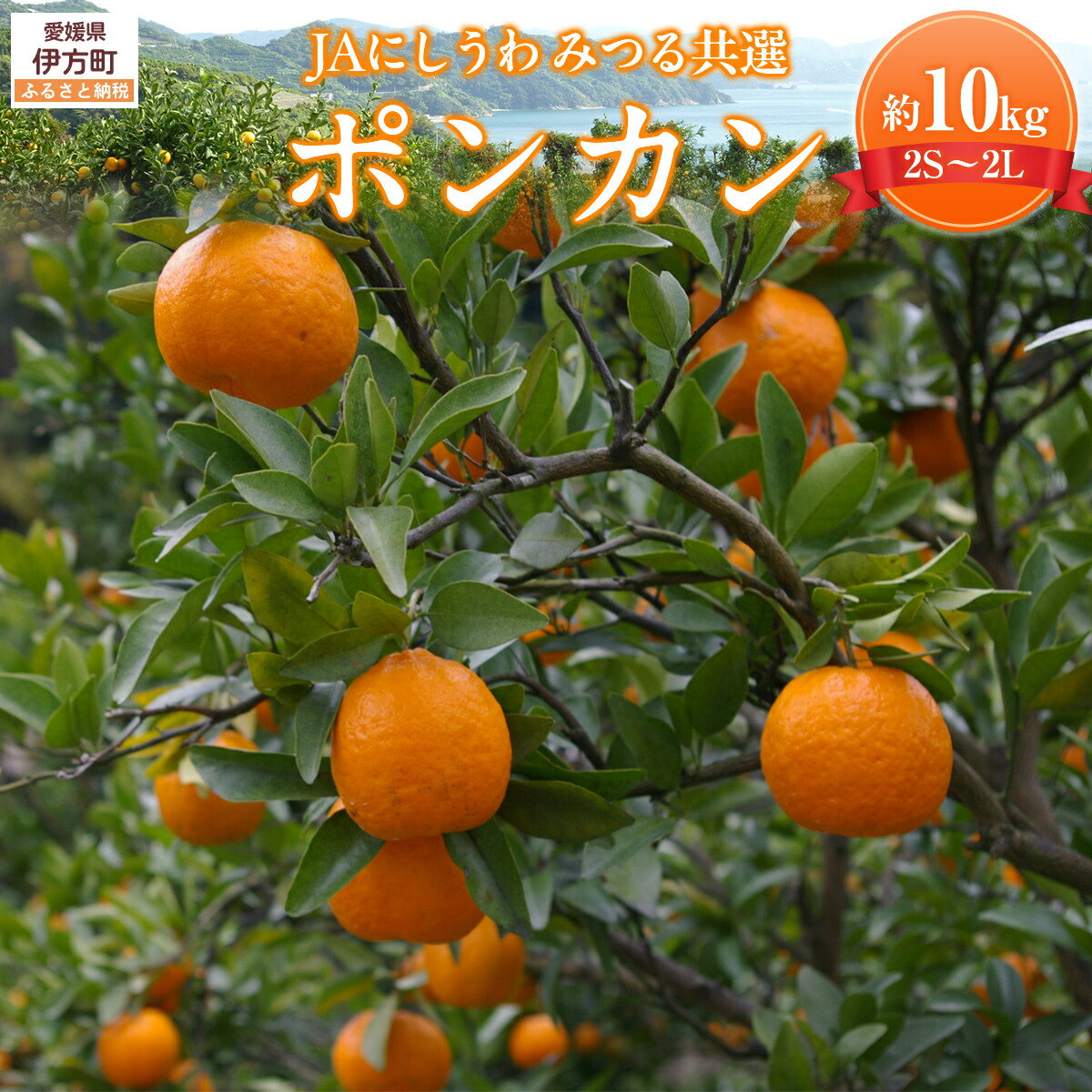 ふるさと納税】【先行予約】【数量限定】JAにしうわ みつる共選 ポンカン約10kg（2S～2L）※離島への配送（2026年1月中旬より順次発送予定） 【 ふるさと納税 人気 おすすめ ぽんかん みかん 果物 柑橘 フルーツ くだもの 国産 甘い 愛媛県 伊方町 送料無料】 IKTBC005