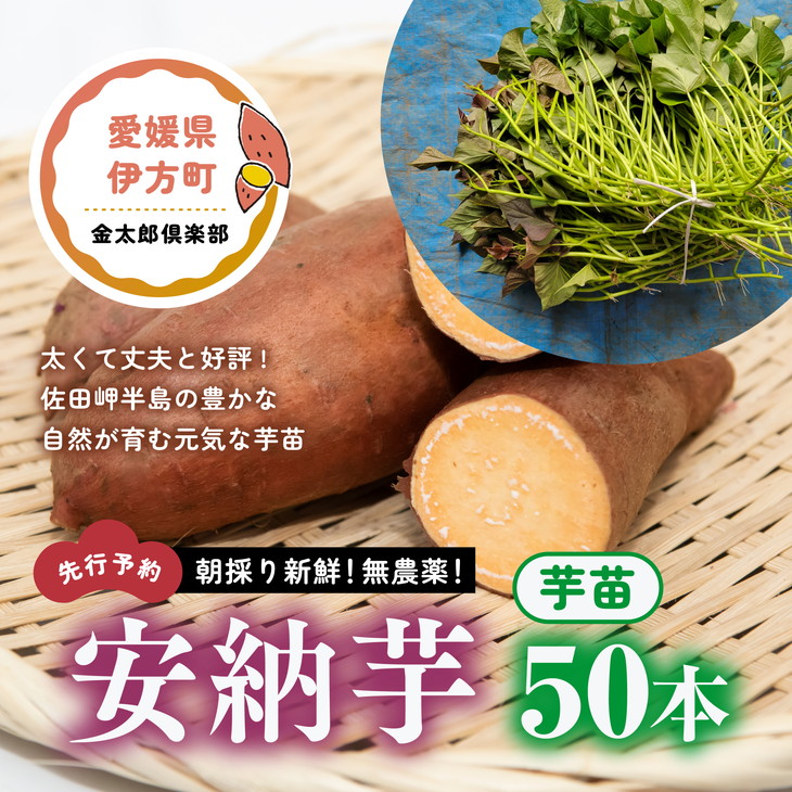 サツマイモ苗安納芋50本 | gulatilaw.com