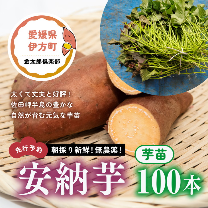 サツマイモ苗安納芋100本送料込み | gulatilaw.com