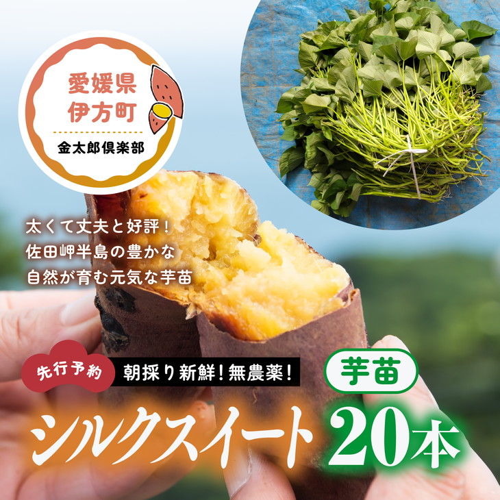ストレッチドビー ふくむらさき芋苗100本 - 通販
