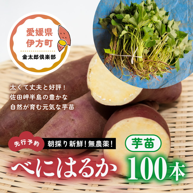 さつまいも苗【紅はるか600本】【５月８日から２０日発送予定