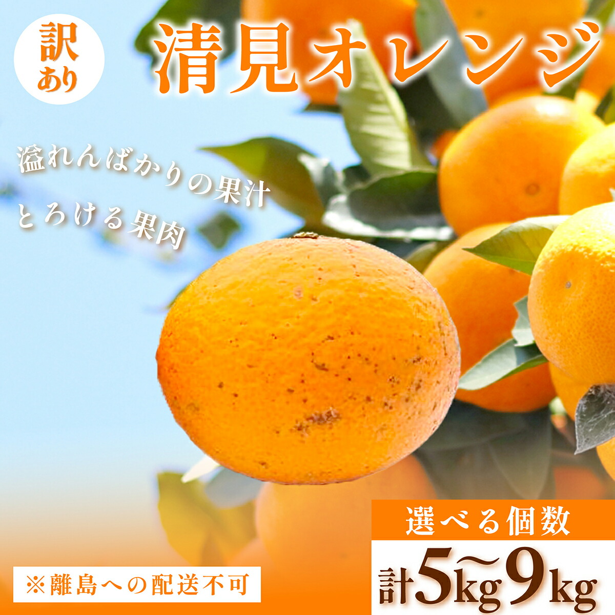 【ふるさと納税】【先行受付】訳あり 清見オレンジ 選べる5kg ～ 9kg ※離島への配送不可 【 人気 おすすめ ランキング 柑橘 みかん ミカン オレンジ 清見 清見オレンジ 訳あり フルーツ 果物 くだもの 旬 愛媛県産 愛媛みかん 浅野農園 愛媛県 伊方町 送料無料 】 IKTAC008