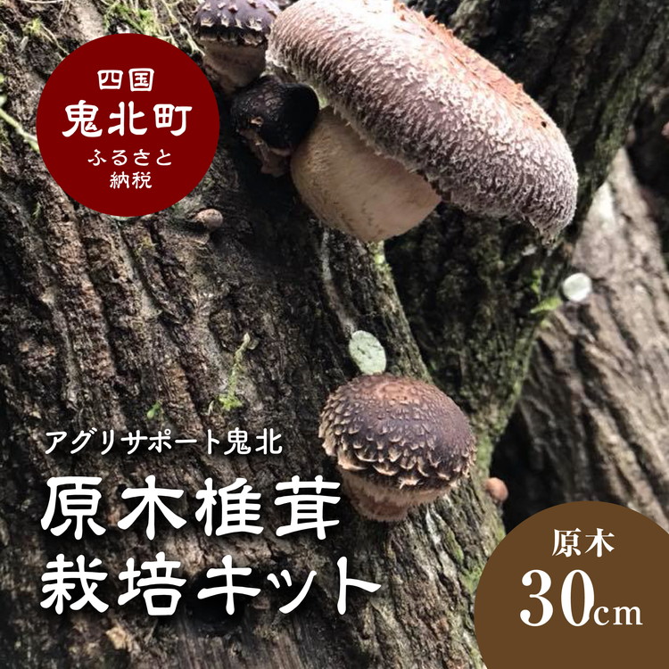 【ふるさと納税】原木しいたけ作りだす一揃いの道具 30珊 | しいたけ シイタケ 椎茸 作りだす一揃いの道具 作りだす 菌床 しいたけ菌 椎茸菌  大まか修める ※離島への送りとどける不可 ※2027年1月上旬～3月下旬頃に順次送りとどける予定を組む