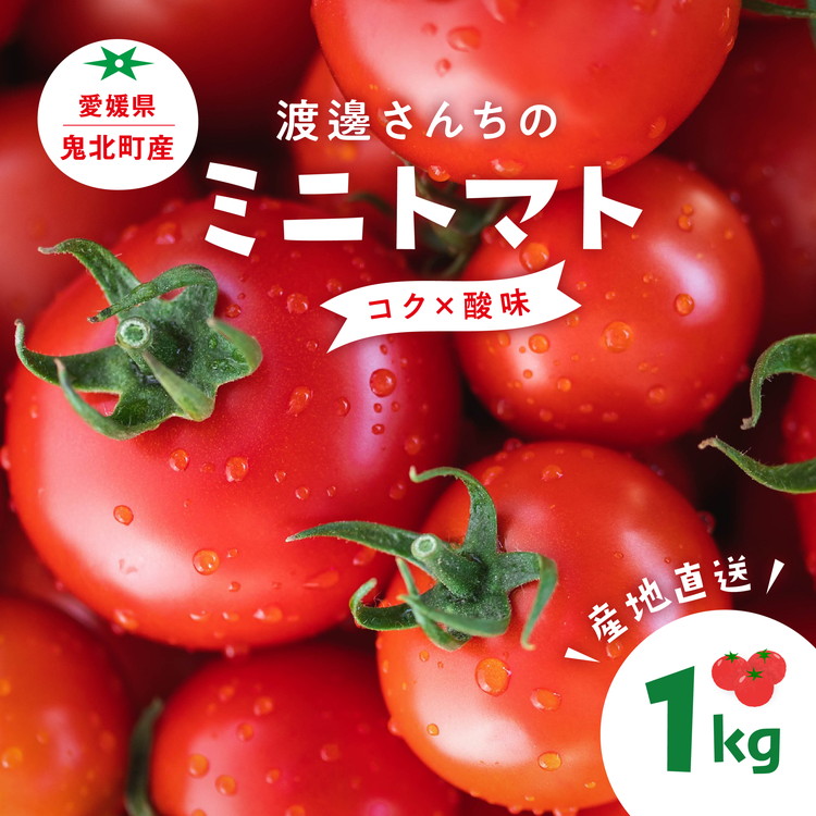 【ふるさと納税】【先行予約】【A品】渡邊さんちのミニトマト 約1kg(6パック)  ｜ 愛媛県 鬼北町 株式会社North River マリネ 湯むき パスタ スープ おつまみ 10月 11月 1キロ ベジタブル 果物 トマト　※離島への配送不可　※2025年7月上旬～11月下旬頃に順次発送予定
