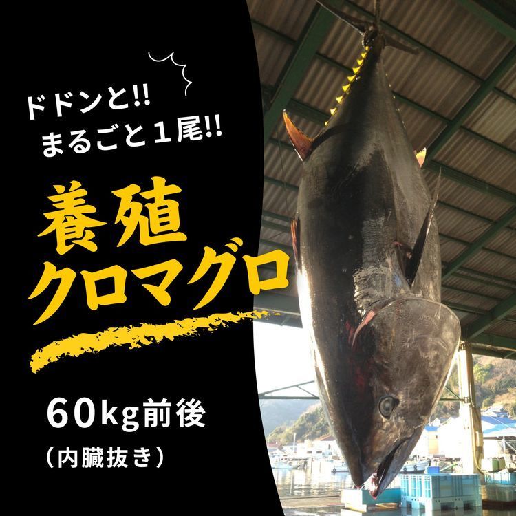 【ふるさと納税】久良のクロマグロ　丸ごと1尾！＜マグロ 海鮮 魚 刺身 冷凍 愛媛県＞