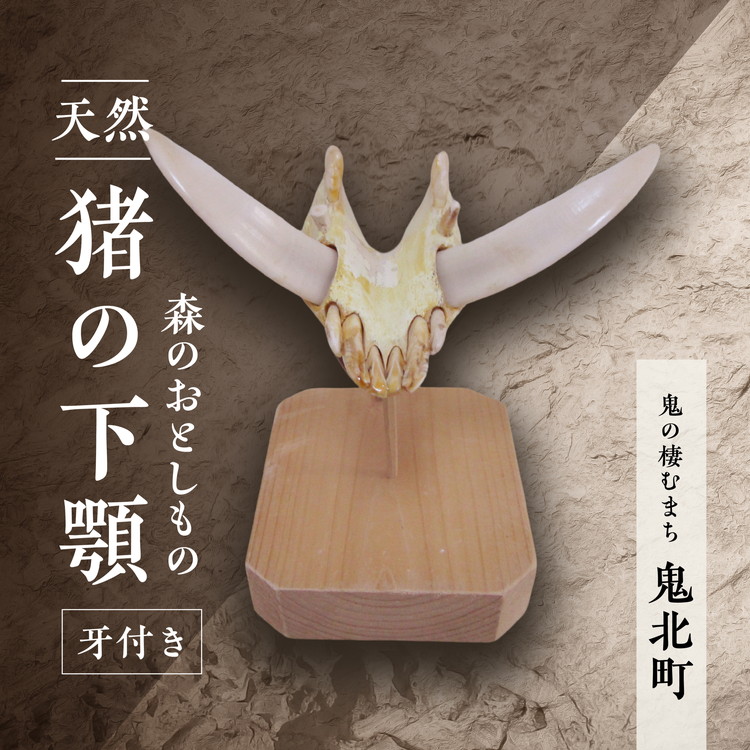 【ふるさと納税】森のおとしもの【生まれながら猪】猪の下アゴ（牙付き添い人）＜野ざらし代表例 室内装飾 民芸品 芸術品 オブジェ 生まれながら 骨 猪 いの小用 イノシシ 愛媛県 鬼北町＞ ※北海道・沖縄・離島への送りとどける不可