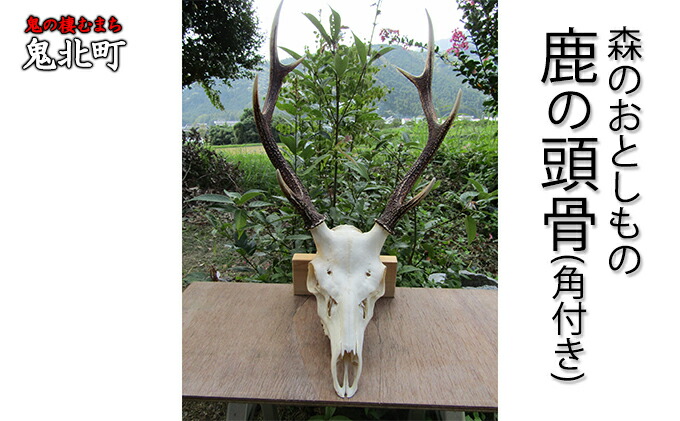 楽天市場】【ふるさと納税】角付き鹿スカル / スカルトロフィー 鹿