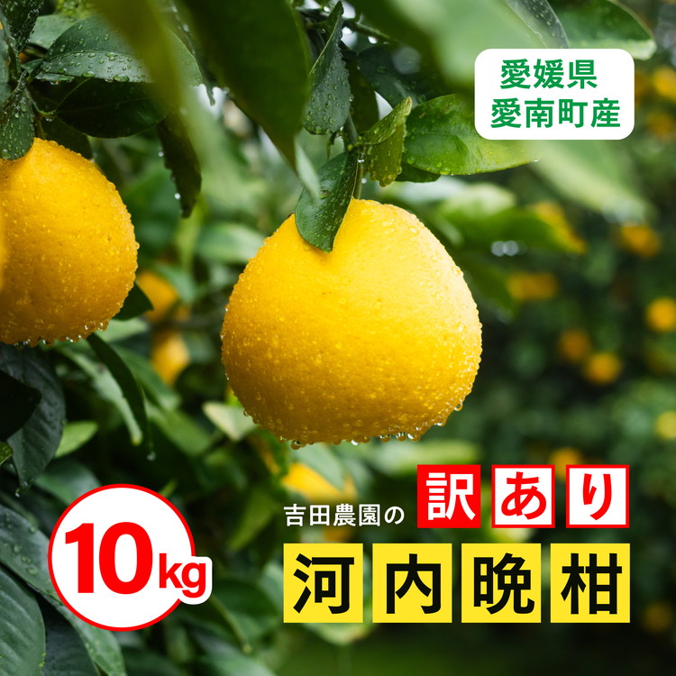 【ふるさと納税】訳あり 河内晩柑10kg（家庭用） ＜柑橘 希少 果物 国産 フルーツ みかん 蜜柑 訳あり 家庭用 和製 グレープフルーツ ブランド 愛媛 果実 ビタミン ＞ ※2025年4月上旬～8月中旬頃に順次発送予定