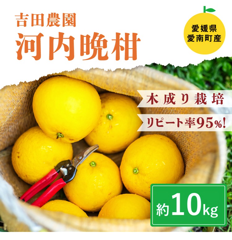 【ふるさと納税】愛南産の河内晩柑10kg(約22～32個) ＜柑橘 希少 果物 国産 フルーツ みかん 蜜柑 和製 グレープフルーツ ブランド 愛媛 果実 ビタミン ＞  ※北海道・沖縄・離島への配送不可　※2025年4月上旬～8月中旬頃に順次発送予定