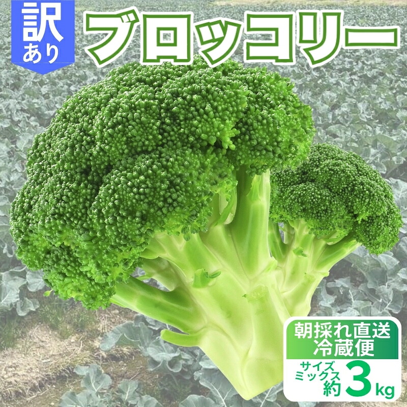 【ふるさと納税】 訳あり ブロッコリー 約3kg 朝採れ 当日 発送 新鮮 採れたて 産地直送 農家直送 国産 野菜 食感 茎 甘い 栄養満点 サラダ スープ お弁当 彩り野菜 離乳食 食事管理 おすすめ 緑黄色野菜 冷凍 保存 可能 ストック 便利 人気 期間限定 愛媛県 愛南町 愛なんよ 7,200円
