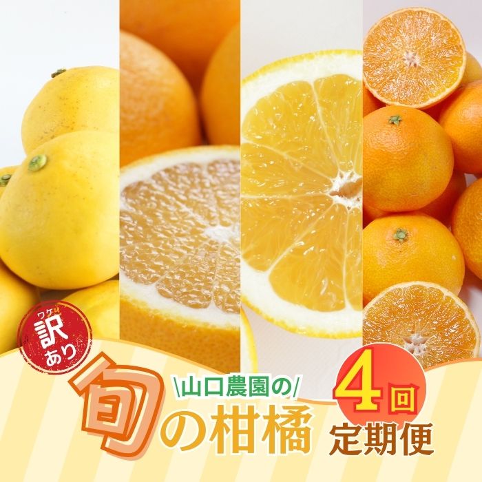 【ふるさと納税】 訳あり 年 4回 定期便 旬 の 柑橘 定期便 大容量 （ まどんな ・ 文旦 ・ 甘夏 ・ 河内晩柑 ）フルーツ 産地直送 農家直送 自宅用 サイズミックス 傷 紅まどんな 愛果28号 ぶんたん あまなつ 愛南ゴールド 和製 グレープフルーツ 愛媛県 愛南町 山口農園｜愛媛県愛南町