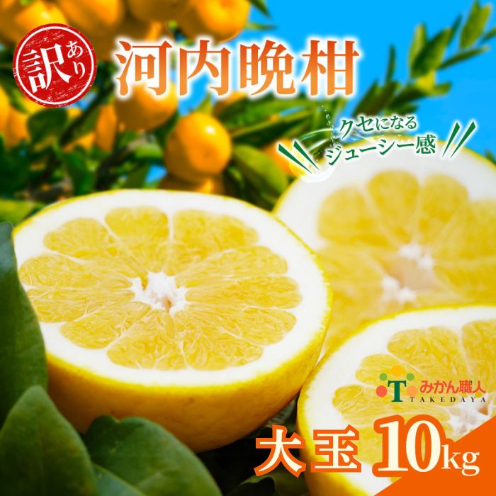 【ふるさと納税】 訳あり 河内晩柑 大玉 10kg 晩柑 かわちばんかん 柑橘 和製 グレープフルーツ 国産 愛媛 みかん 果物 果実 フルーツ 特産品 有名 みかん 職人 武田屋 おいしい ビタミン 傷あり 家庭用 送料無料 (なくなり次第終了)