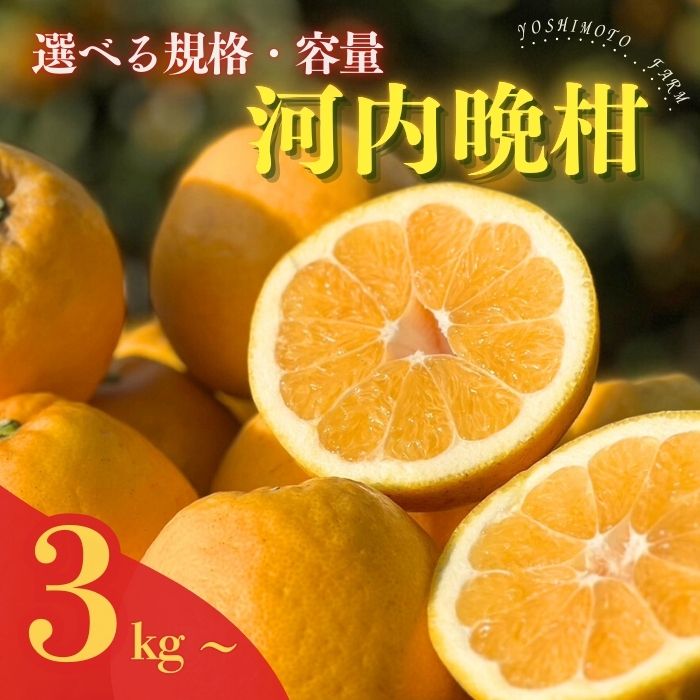 【ふるさと納税】 高評価★4.62 先行受付 選べる 河内晩柑 訳あり 正品 贈答 発送 2025年  ( ふるさと納税 みかん かわちばんかん 愛南ゴールド 柑橘 かんきつ 愛媛県 愛南町 吉本農園 )