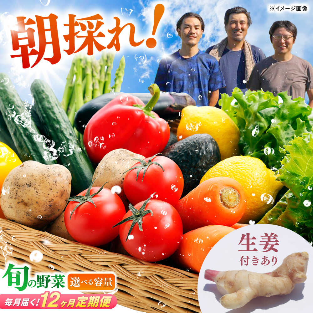 【ふるさと納税】【12回定期便】 土佐の太陽をいっぱいに浴びた旬の野菜セット〈選べる容量＆生姜有無〉 【土佐野菜】[ATBA007]詰め合わせ 新鮮 産地直送 おまかせ 季節の野菜 定期便 セット 野菜定期便 野菜 定期 やさい ヤサイ 送料無料｜高知県高知市