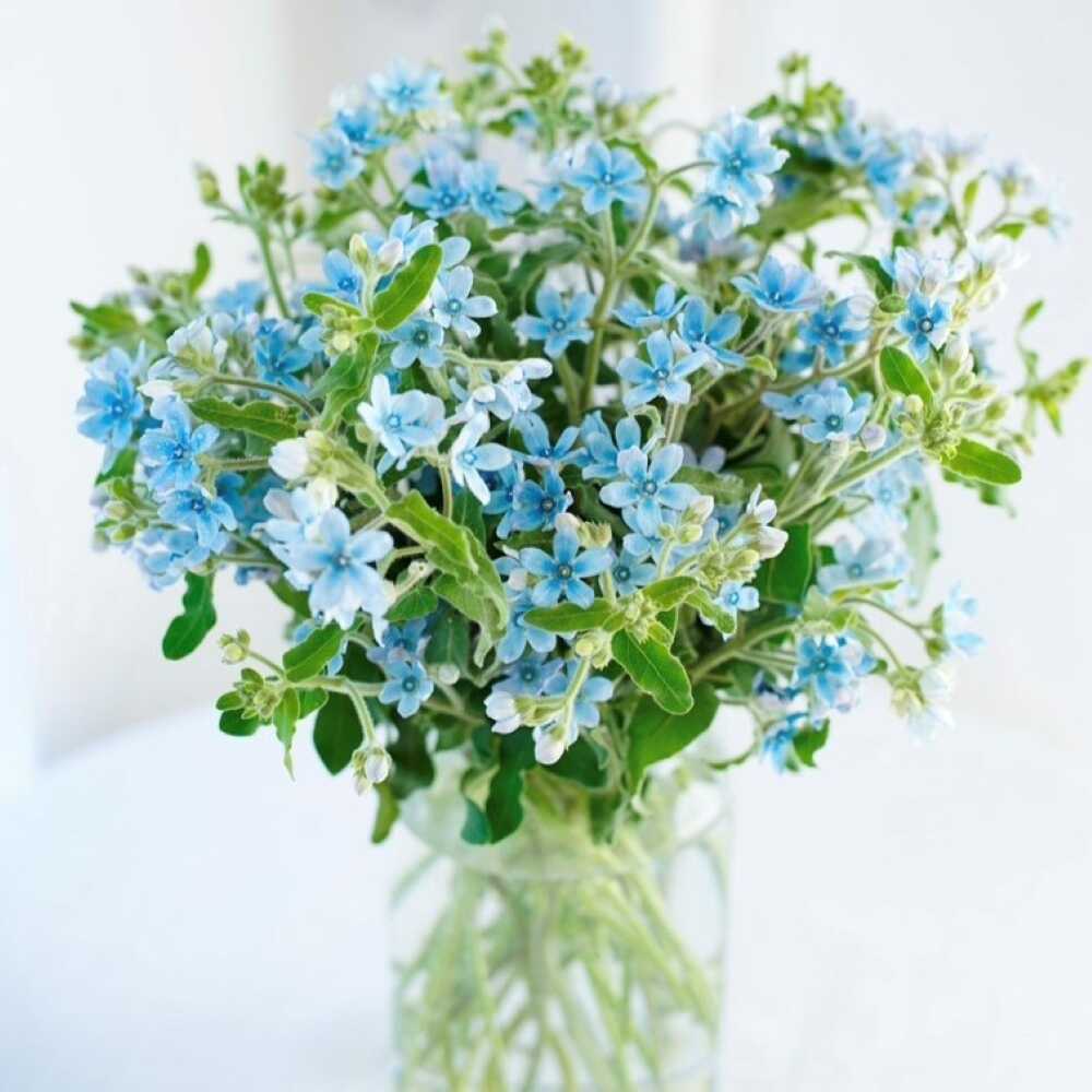 【ふるさと納税】【定期便6回】ブルースター花束初回花瓶付き / ブルースター お花 フラワー 青い花 高知県産 定期便 希少品種 サムシングブルー リビング インテリア 切り花 花瓶付き 癒やし ギフト【株式会社tomoni】[ATCG048]｜高知県高知市