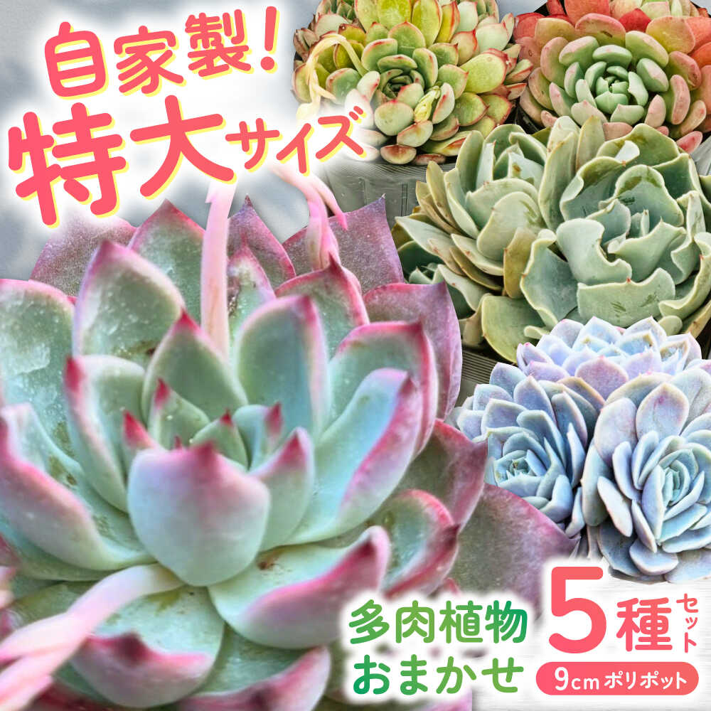 【土用の丑の日】高知のウナギ特集