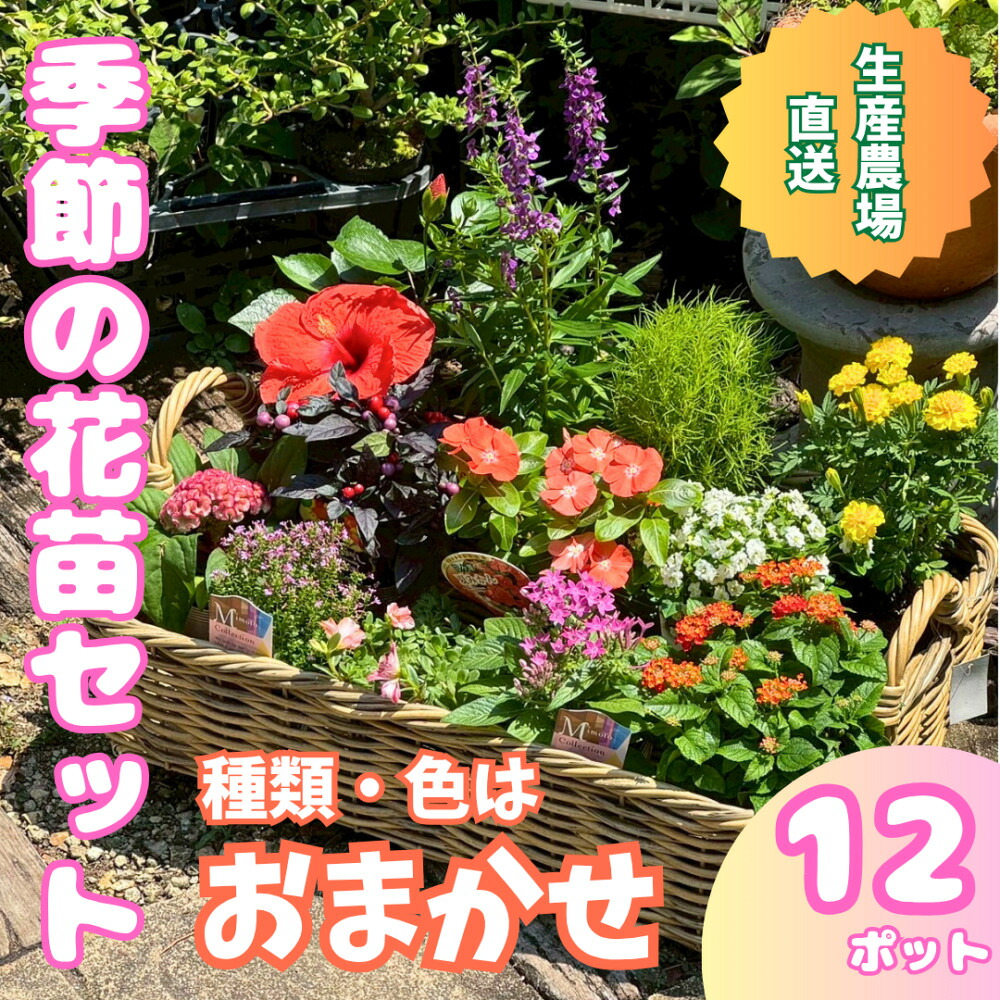 【ふるさと納税】季節の花苗詰め合わせ（おまかせ12種）/ 花 インテリア 苗 自然 ナチュラル 緑 栽培 趣味 【見元園芸】[ATHY009]｜高知県高知市