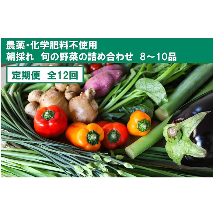 本物保証! 定期便 旬 高知 野菜 セット 小 計12回 8-10品 無農薬 化学肥料不使用 やさい 種類 お任せ お取り寄せ 朝採れ 高知県 高知市  北海道 沖縄 離島配送不可 fucoa.cl