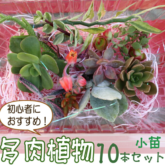 楽天市場 ふるさと納税 初心者におすすめ 多肉植物の小苗１０本セット １０種類アソート ｓｈ０１０ 高知県室戸市