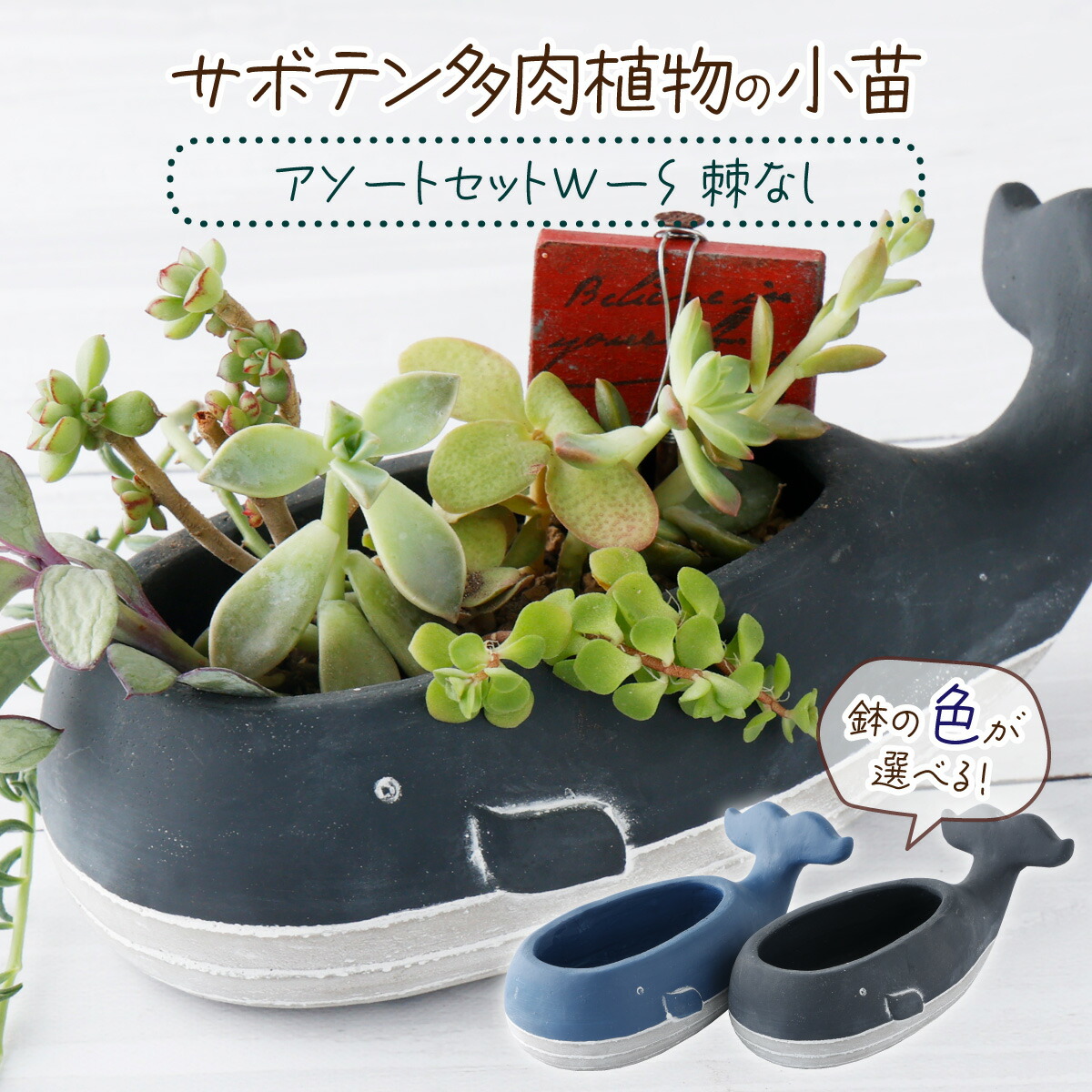【SALE／37%OFF】 楽天市場】【ふるさと納税】 サボテン多肉植物の小苗アソート サボテン