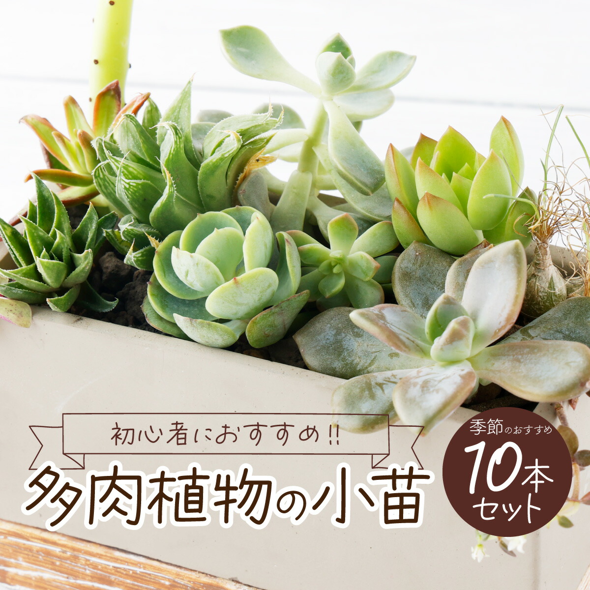 楽天市場】【ふるさと納税】 【初心者におすすめ】 多肉植物の小苗10