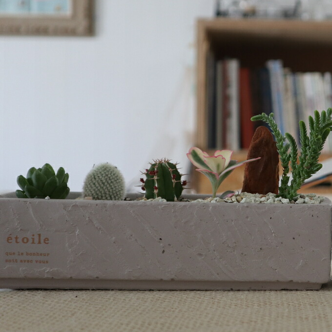ふるさと納税 サボテン 多肉植物の小苗アソートセット 観葉植物 インテリア 雑貨 鉢セット Andapt Com