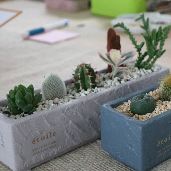 サボテン 多肉植物の小苗アソートセットａ 観葉植物 初心者にもおすすめ 鉢セット ｓｈ００１ 高知県室戸市 花 観葉植物 ふるさと納税 観葉植物 かわいい インテリアやプレゼントにも 多肉植物セット