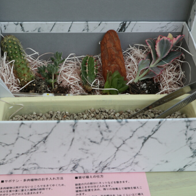 ふるさと納税 サボテン 多肉植物の小苗アソートセット 観葉植物 初心者にもおすすめ 鉢セット Marcsdesign Com