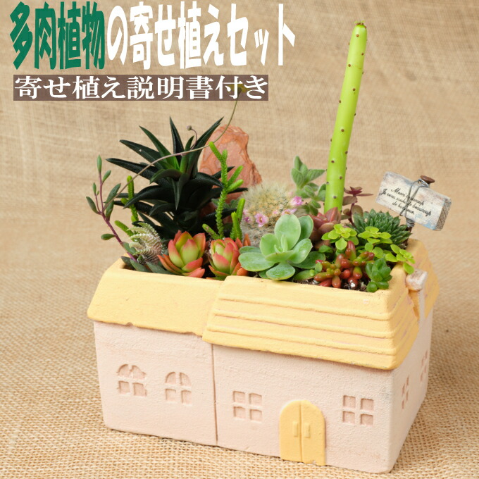 楽天市場】【ふるさと納税】 多肉植物の寄せ植えセット（メゾン