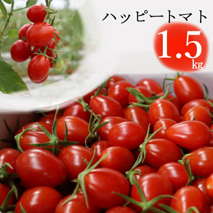 【ふるさと納税】 ハッピートマト１．５ｋｇ【室戸海洋深層水ブランドマーク取得】トマト ミニトマト 人気 野菜 フルーツ 高知県 室戸市 10,000円 kw002