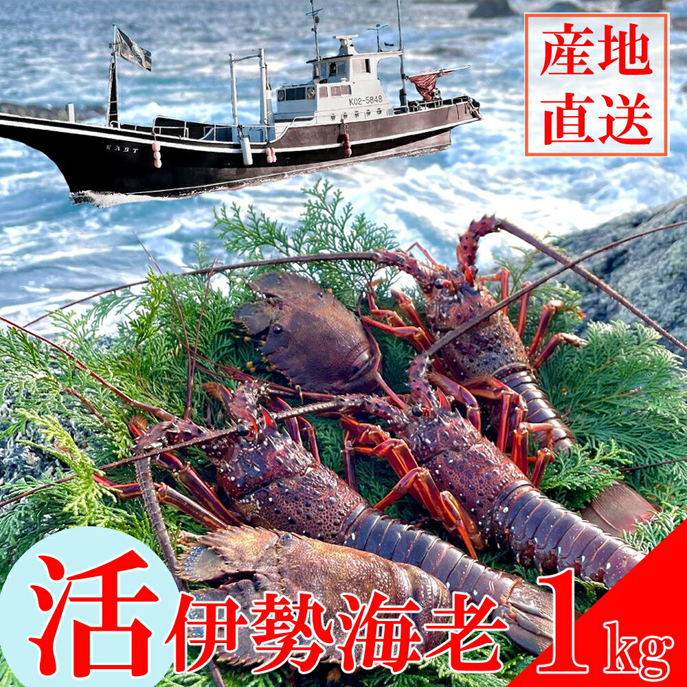 【ふるさと納税】 【天然】 活伊勢海老1kg お鍋 しゃぶしゃぶ 天然 国産 魚介 海鮮 惣菜 送料無料 伊勢海老 伊勢エビ 伊勢 海老 エビ イセエビ 生きたまま お祝い ギフト 刺身 キャンプ BBQ 鮮魚 人気be002|高知県室戸市