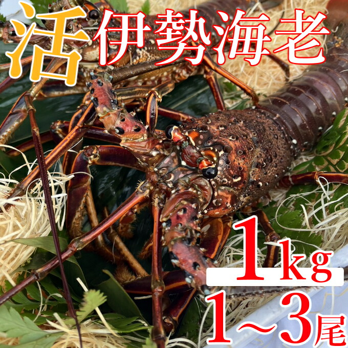 【ふるさと納税】 【先行予約】 室戸市産活伊勢海老　１ｋｇ　レシピ、軍手、キッチンバサミ付き お刺身 お鍋 しゃぶしゃぶ 天然 国産 魚介 海鮮 惣菜 送料無料