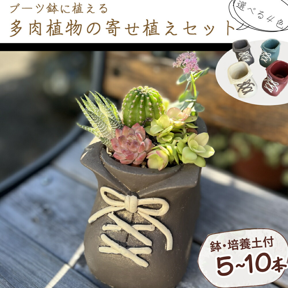 楽天市場】【ふるさと納税】 サボテン多肉植物の小苗アソート 楽天市場】【ふるさと納税】 サボテン多肉植物の小苗アソート