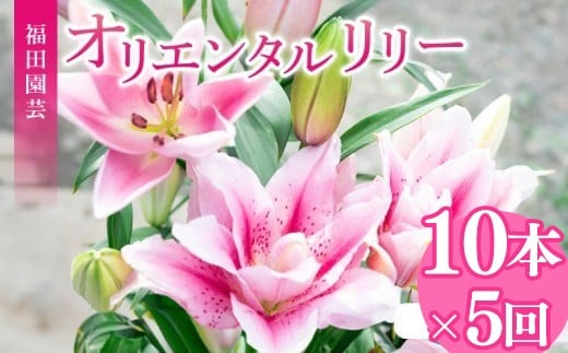 【ふるさと納税】 定期便5回 ユリ オリエンタルリリー 10本 花束 贈り物 ギフト プレゼント 誕生日 母の日 父の日 敬老の日 記念日 お祝い 結婚式 ウェディング ブーケ 優雅 エレガント つぼみ ピンク 白 高級 切り花 福田園芸 安芸市 高知県｜高知県安芸市