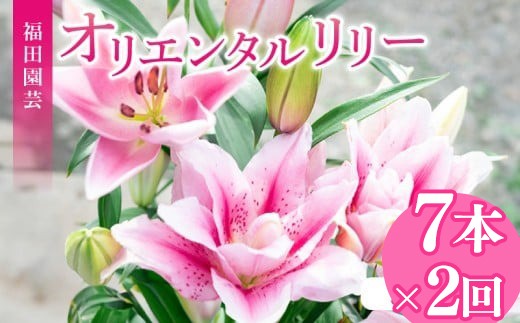 【ふるさと納税】 定期便2回 ユリ オリエンタルリリー 7本 花束 贈り物 ギフト プレゼント 誕生日 母の日 父の日 敬老の日 記念日 お祝い 結婚式 ウェディング ブーケ 優雅 エレガント つぼみ ピンク 白 高級 切り花 福田園芸 安芸市 高知県｜高知県安芸市